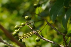 Pittosporum floribundum